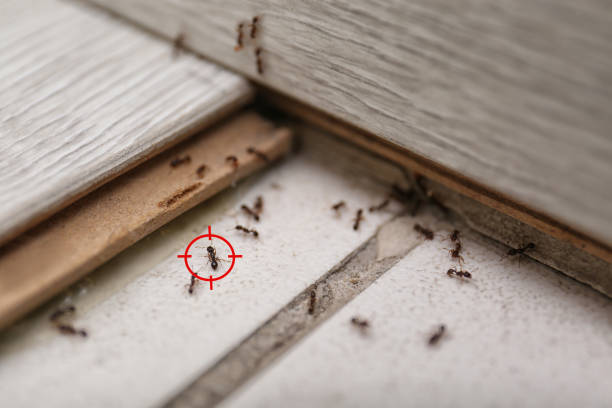 Best Pest Control Near Me in Wimauma, FL