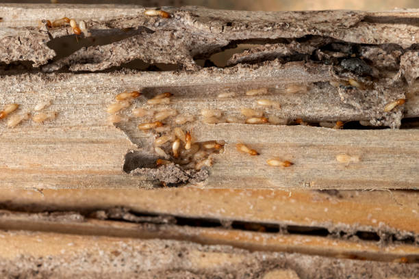 Professional Pest Control in Wimauma, FL