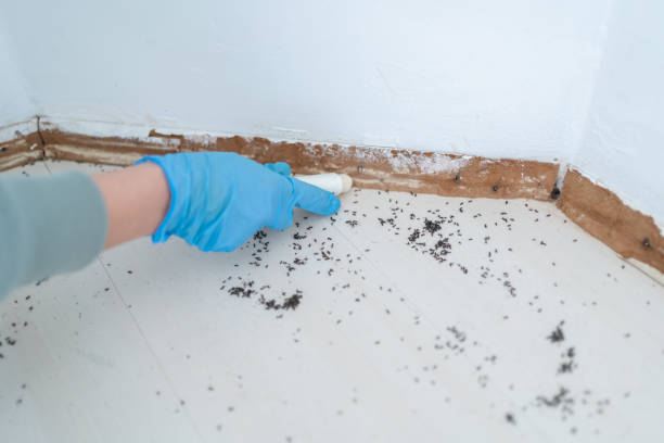 Best Pest Control for Homes  in Wimauma, FL